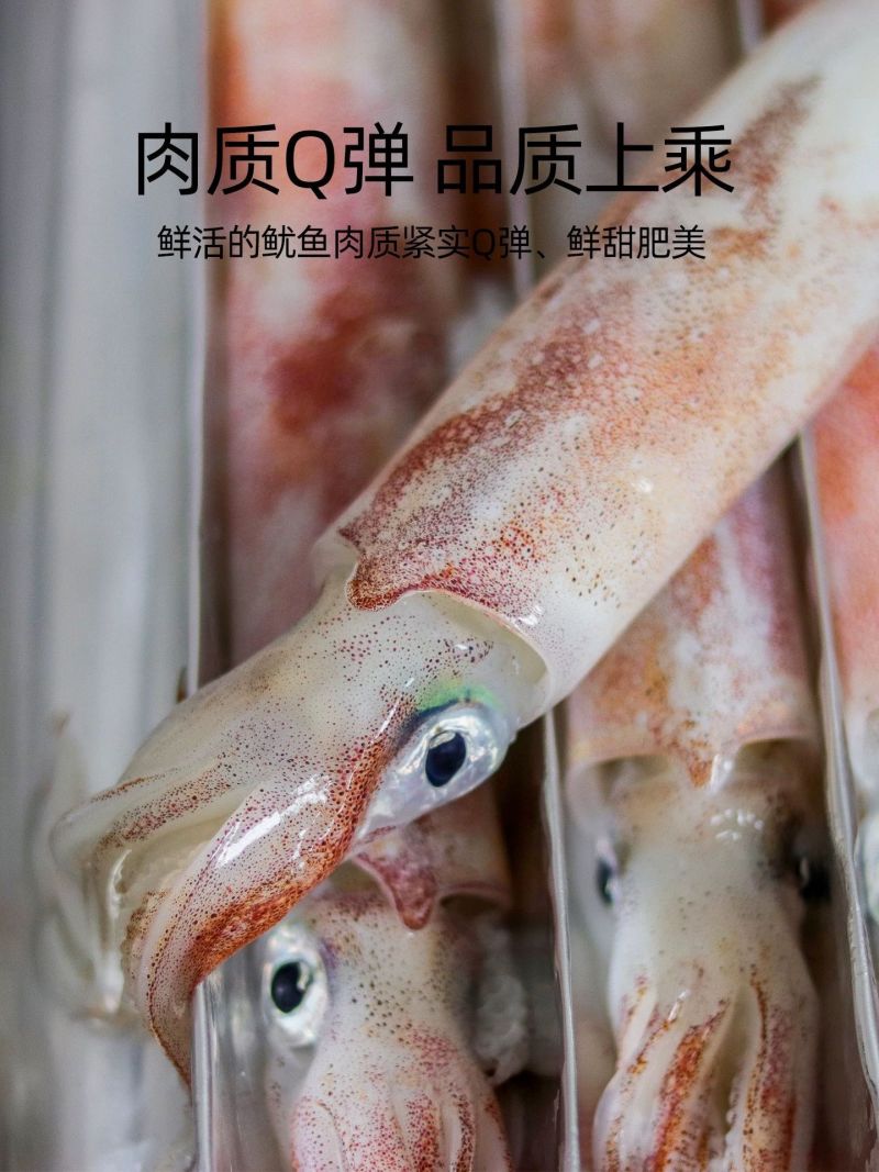 湛江活冻鲜鱿鱼新鲜灯光海捕海兔子灯光笔管鱼一口鱿活冻批发锁鲜