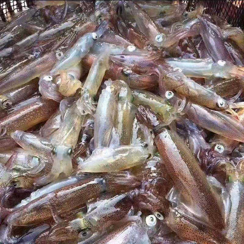 湛江活冻鲜鱿鱼新鲜灯光海捕海兔子灯光笔管鱼一口鱿活冻批发锁鲜