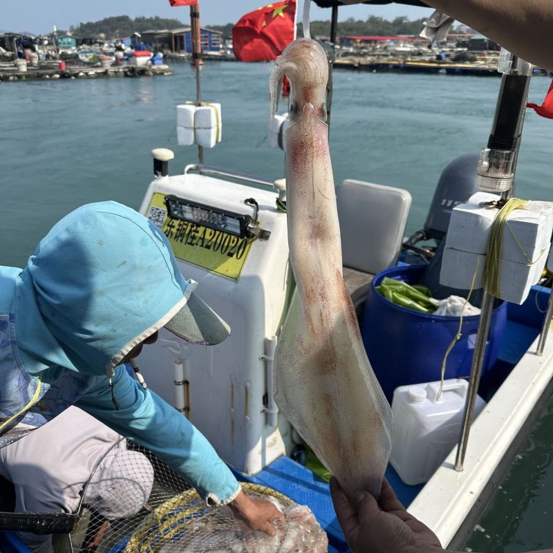 湛江活冻鲜鱿鱼新鲜灯光海捕海兔子灯光笔管鱼一口鱿活冻批发锁鲜