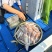 湛江活冻鲜鱿鱼新鲜灯光海捕海兔子灯光笔管鱼一口鱿活冻批发锁鲜