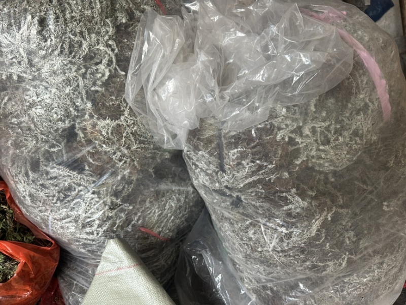 鹿茸草.千年霜.一手货源