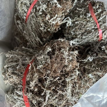 鹿茸草.千年霜.一手货源