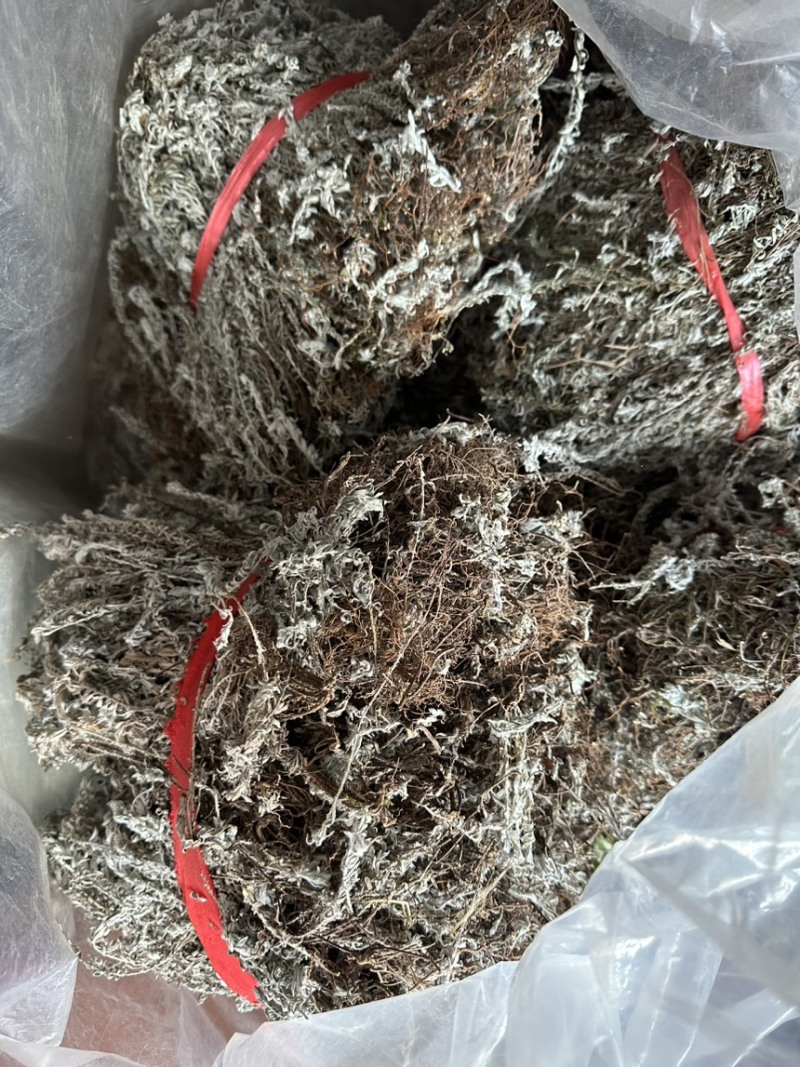 鹿茸草.千年霜.一手货源