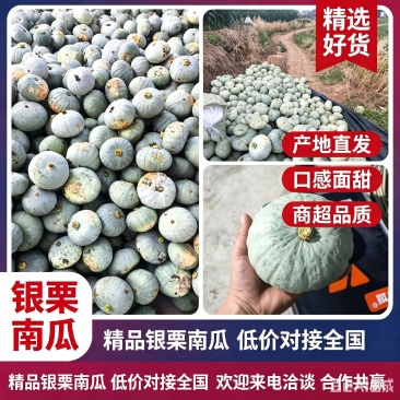 银栗南瓜，银板栗南瓜，汉中南产地直发质量保证欢迎联系咨询