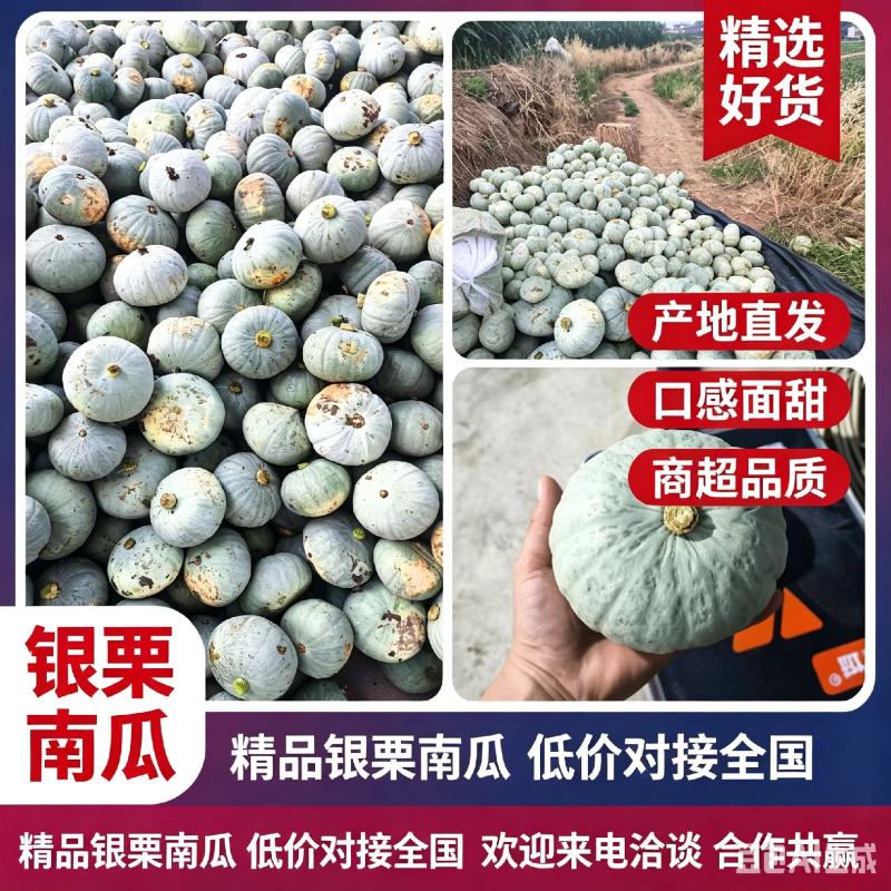 银栗南瓜，银板栗南瓜，汉中南产地直发质量保证欢迎联系咨询