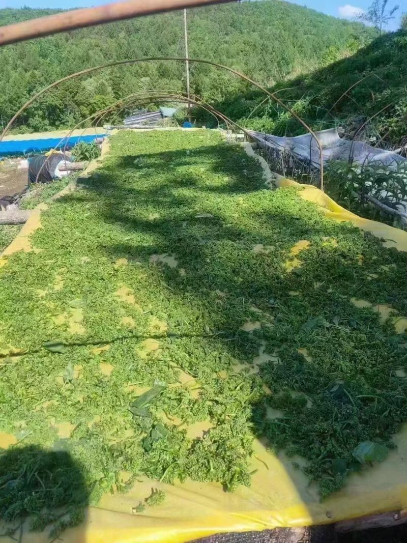 2026年长白山人参花年份
