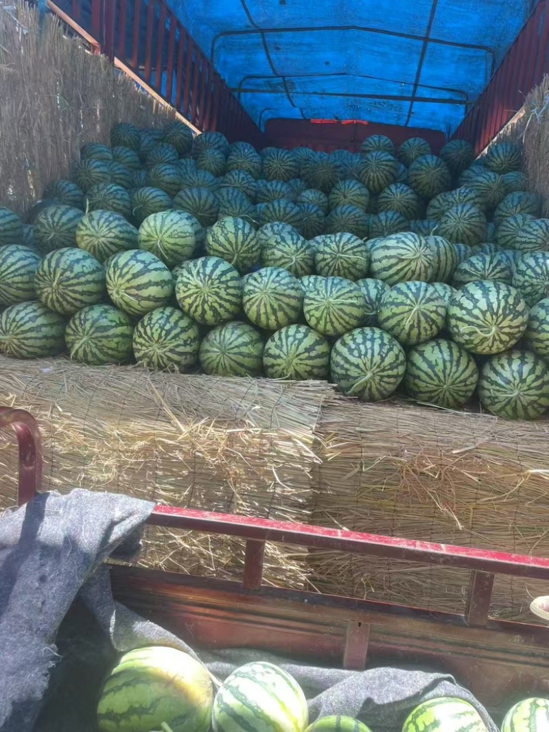 河南美都西瓜量大从优，全国发货，供商超连锁，欢迎来电