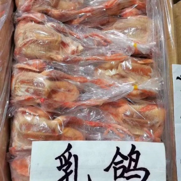 乳鸽，白条乳鸽，冷冻乳鸽，鸽子肉，6-9两有货