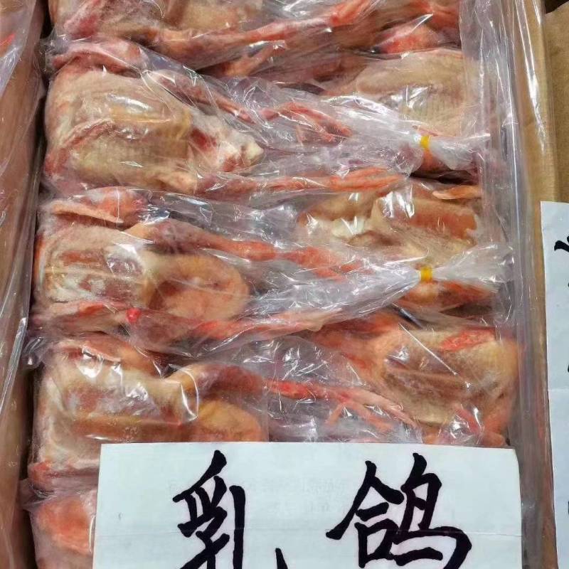 乳鸽，白条乳鸽，冷冻乳鸽，鸽子肉，6-9两有货