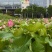 荷花杆径