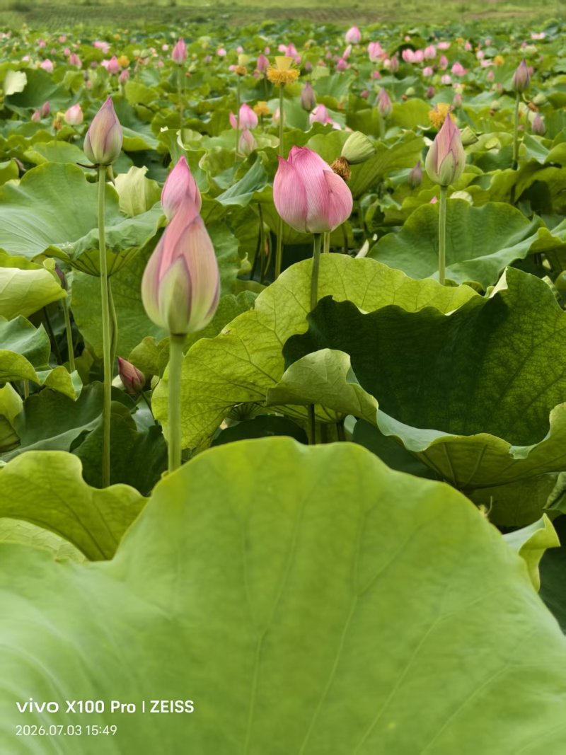 荷花杆径
