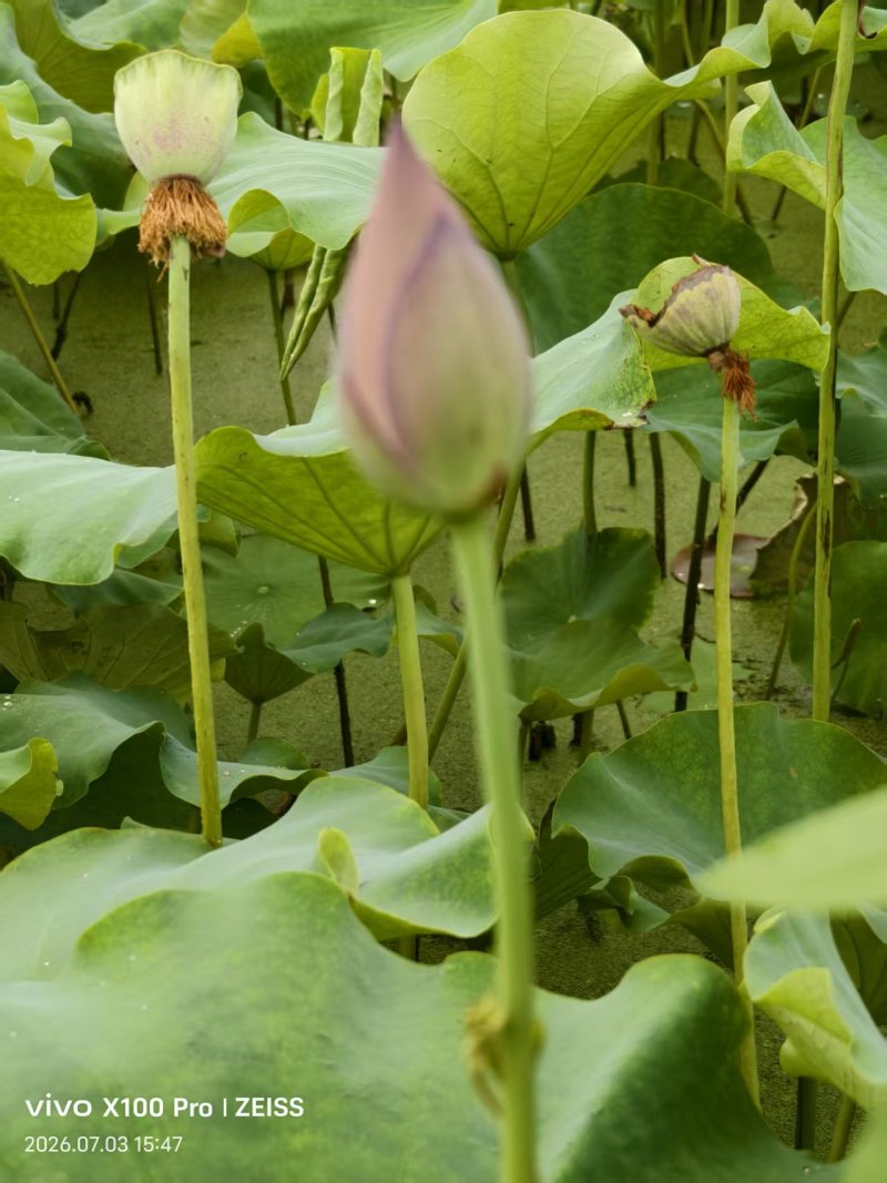 荷花杆径