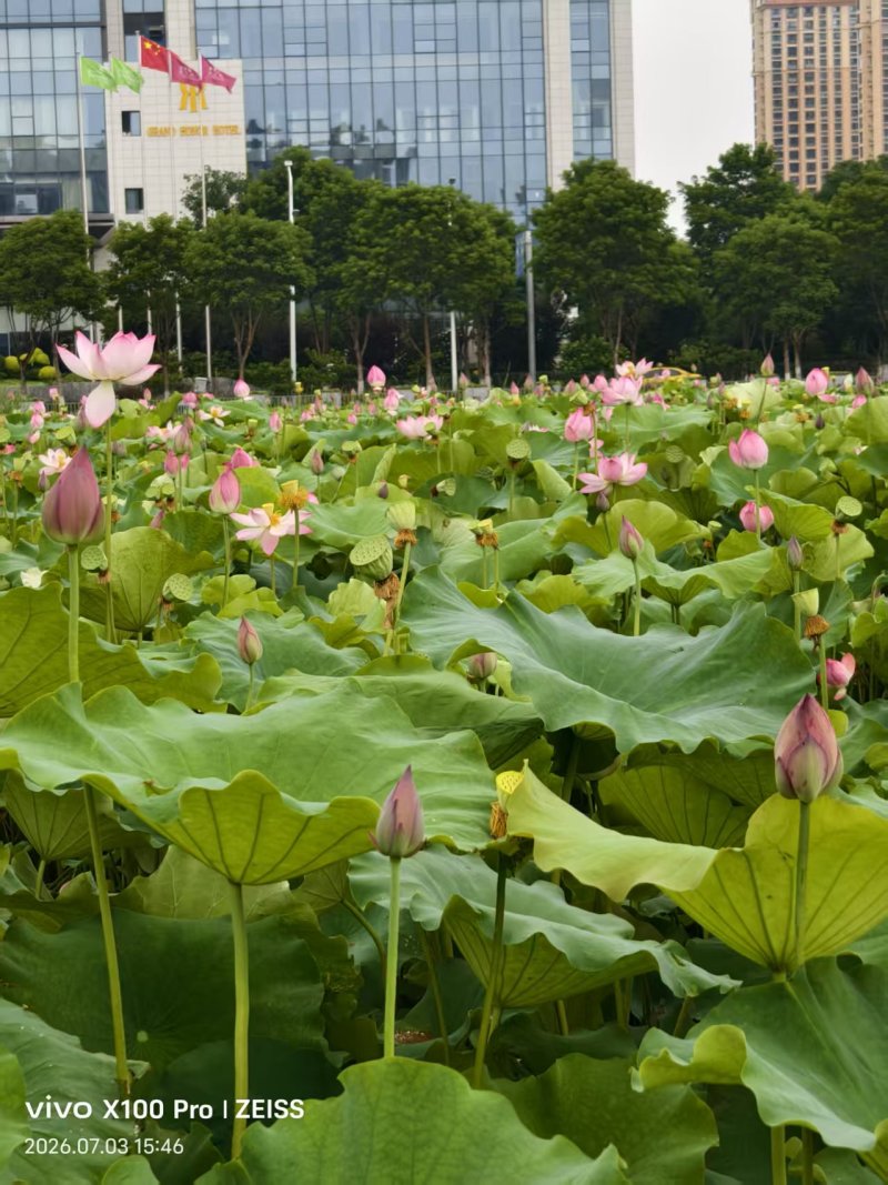 荷花杆径