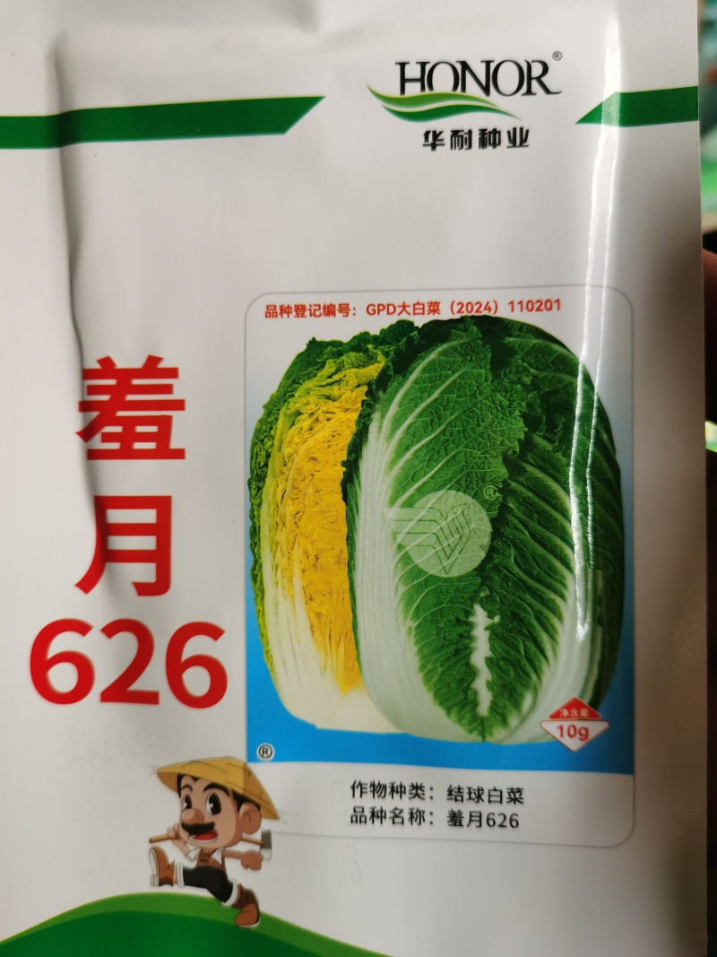 羞月626阿尔法君川美锦矮颗黄心春季优质黄心白菜