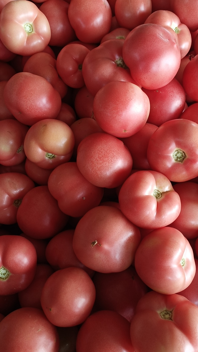 西红柿