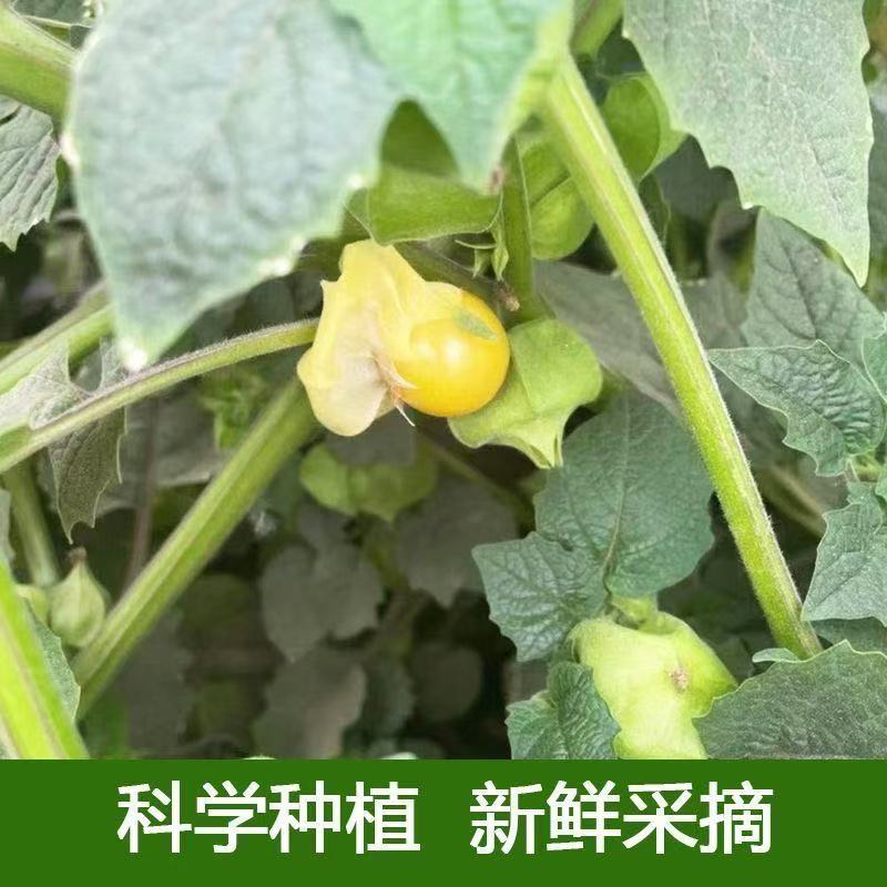 黑龙江省讷河姑娘果代收电商一件代发