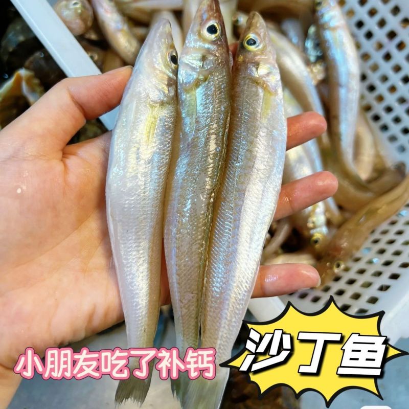 冷链直达正宗沙丁鱼新鲜冷冻冰鲜沙尖鱼速冻海捕小沙丁鱼沙梭批发
