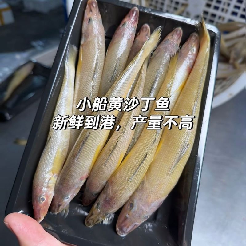 冷链直达正宗沙丁鱼新鲜冷冻冰鲜沙尖鱼速冻海捕小沙丁鱼沙梭批发