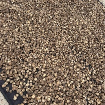 精品香菇干三个型号小中大肉厚