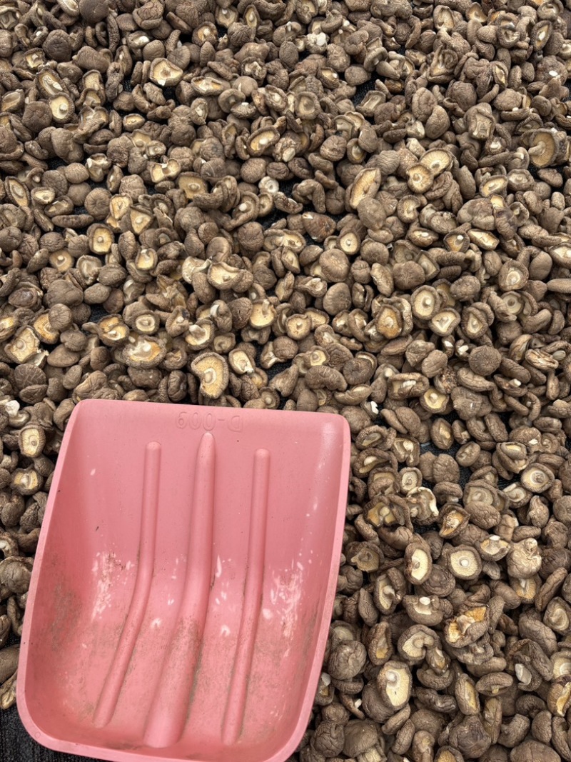 精品香菇干三个型号小中大肉厚