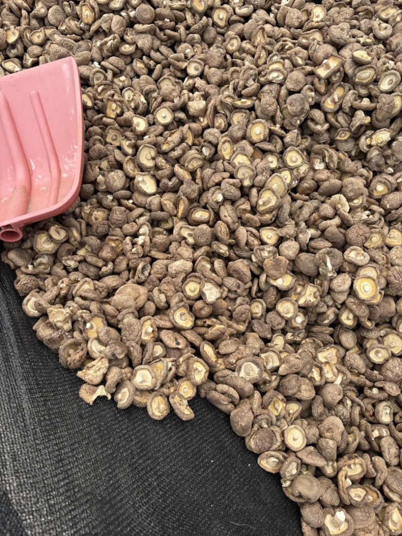 精品香菇干三个型号小中大肉厚