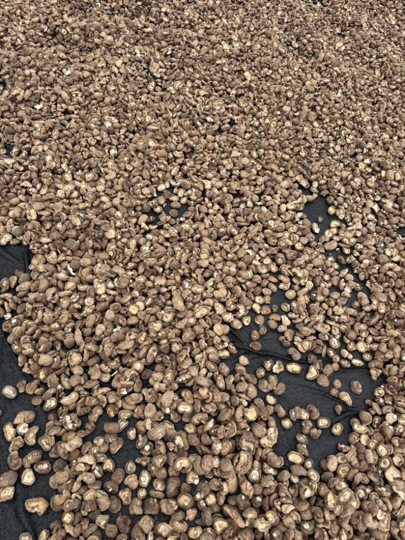 精品香菇干三个型号小中大肉厚