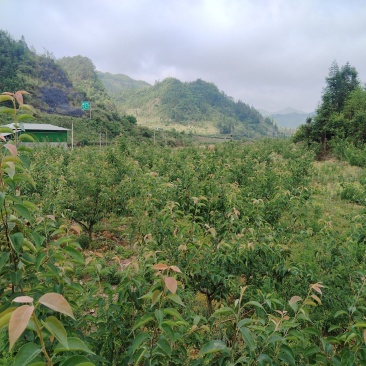 果园出租转让希有品种（长冲梨），不认识的百度搜索