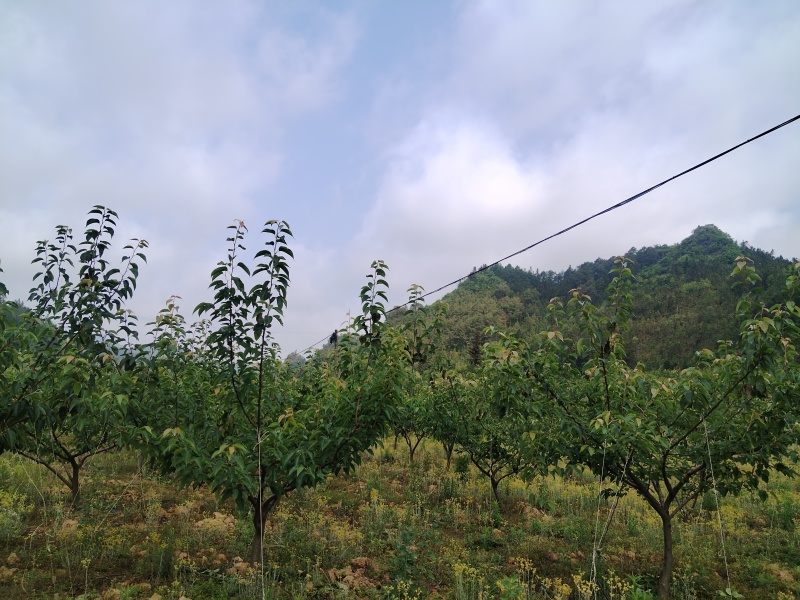 果园出租转让希有品种（长冲梨），不认识的百度搜索