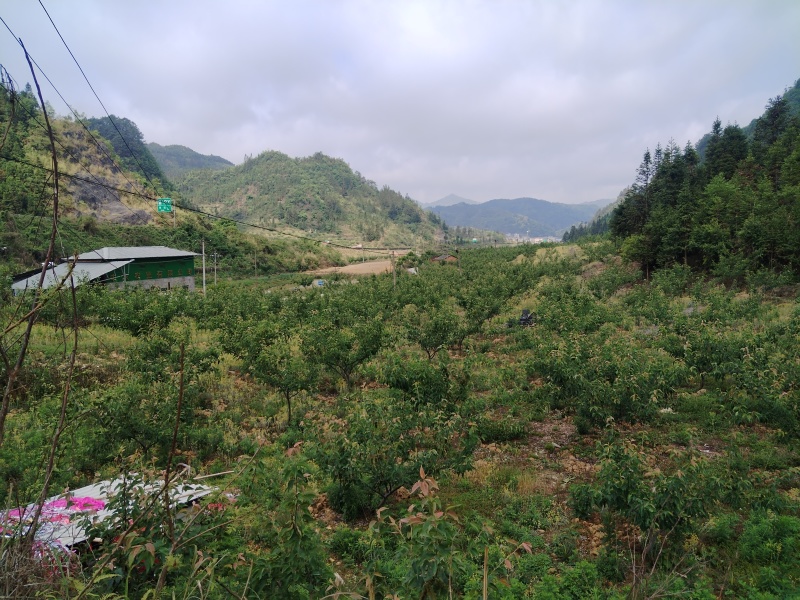 果园出租转让希有品种（长冲梨），不认识的百度搜索