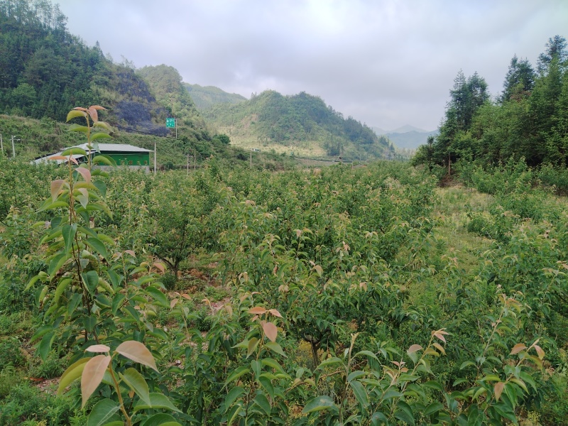 果园出租转让希有品种（长冲梨），不认识的百度搜索