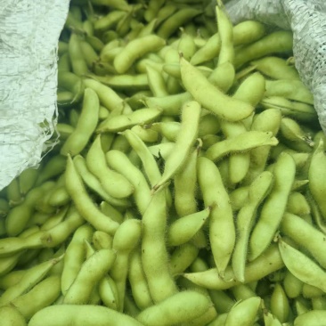 毛豆