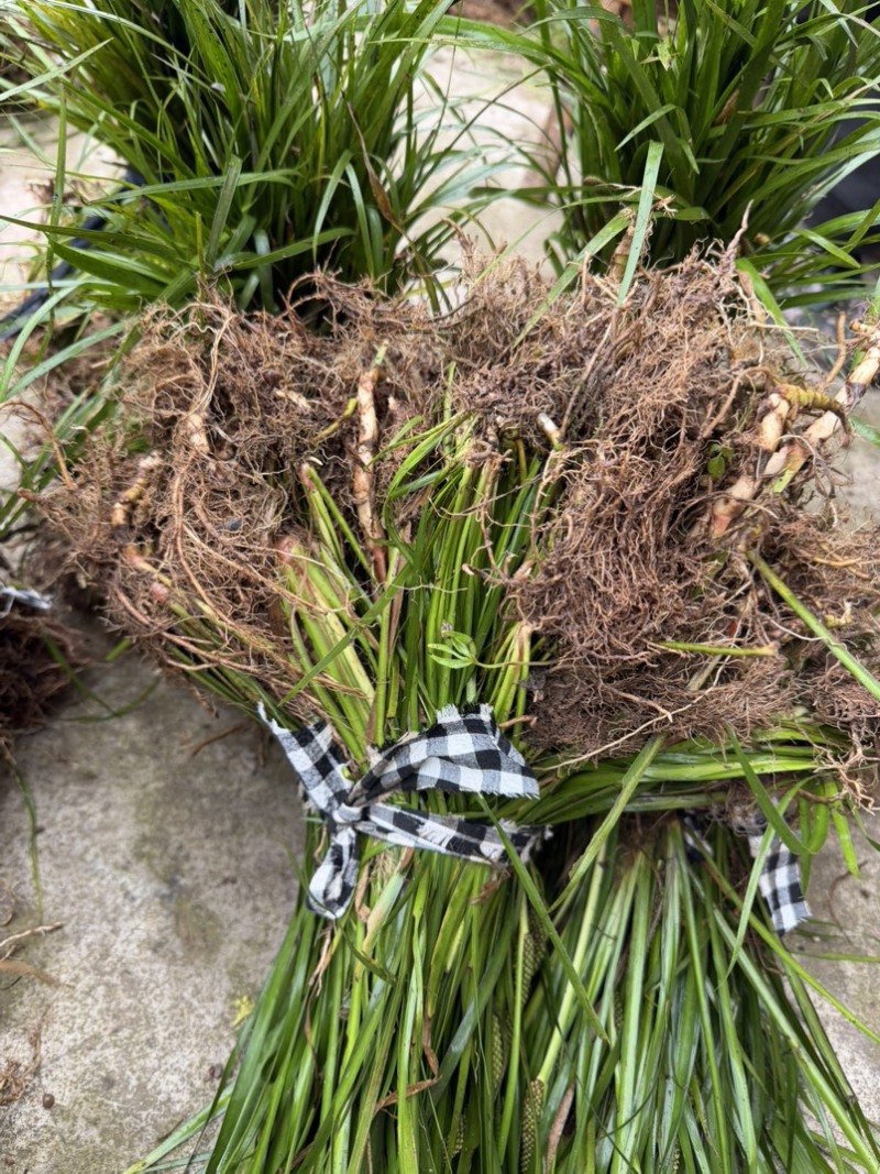 雅安野生石菖蒲种苗根部含量高药检合格