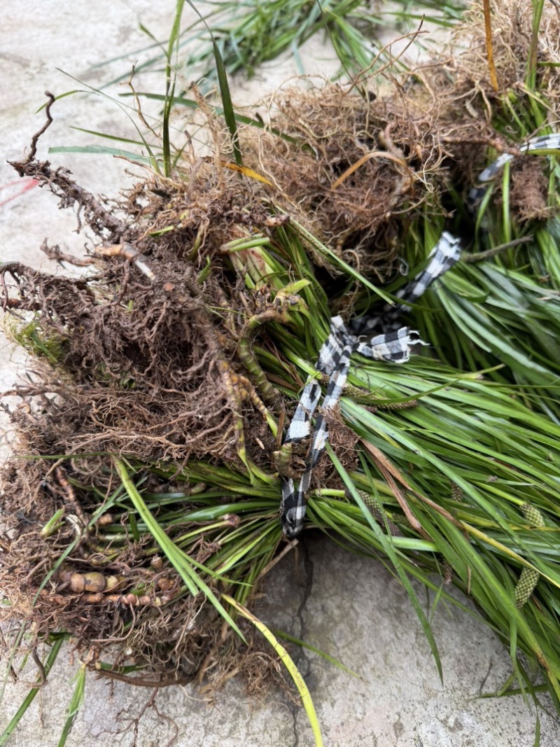 雅安野生石菖蒲种苗根部含量高药检合格