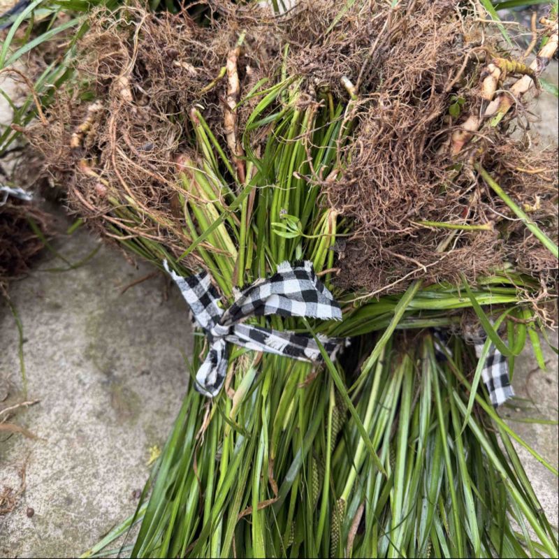 雅安野生石菖蒲种苗根部含量高药检合格
