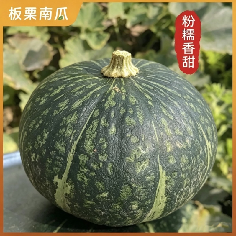 板栗南瓜对接全国大客户可大量供有板栗贝贝随便挑