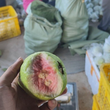 白心红心芭乐