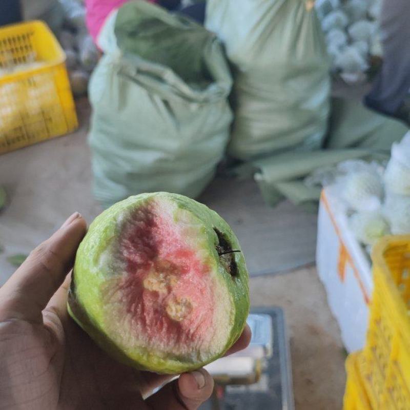 白心红心芭乐