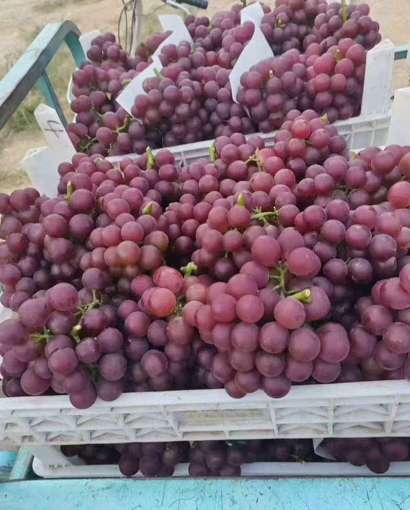 红无核大量现货，口感纯甜无酸，质量嘎嘎硬，