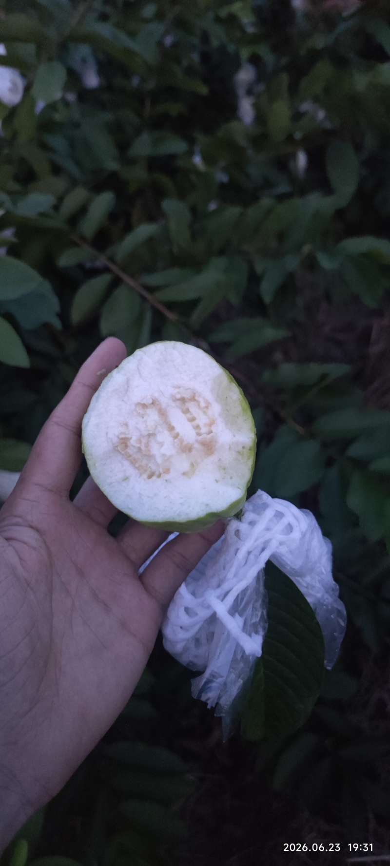 白心红心芭乐