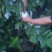 白心红心芭乐