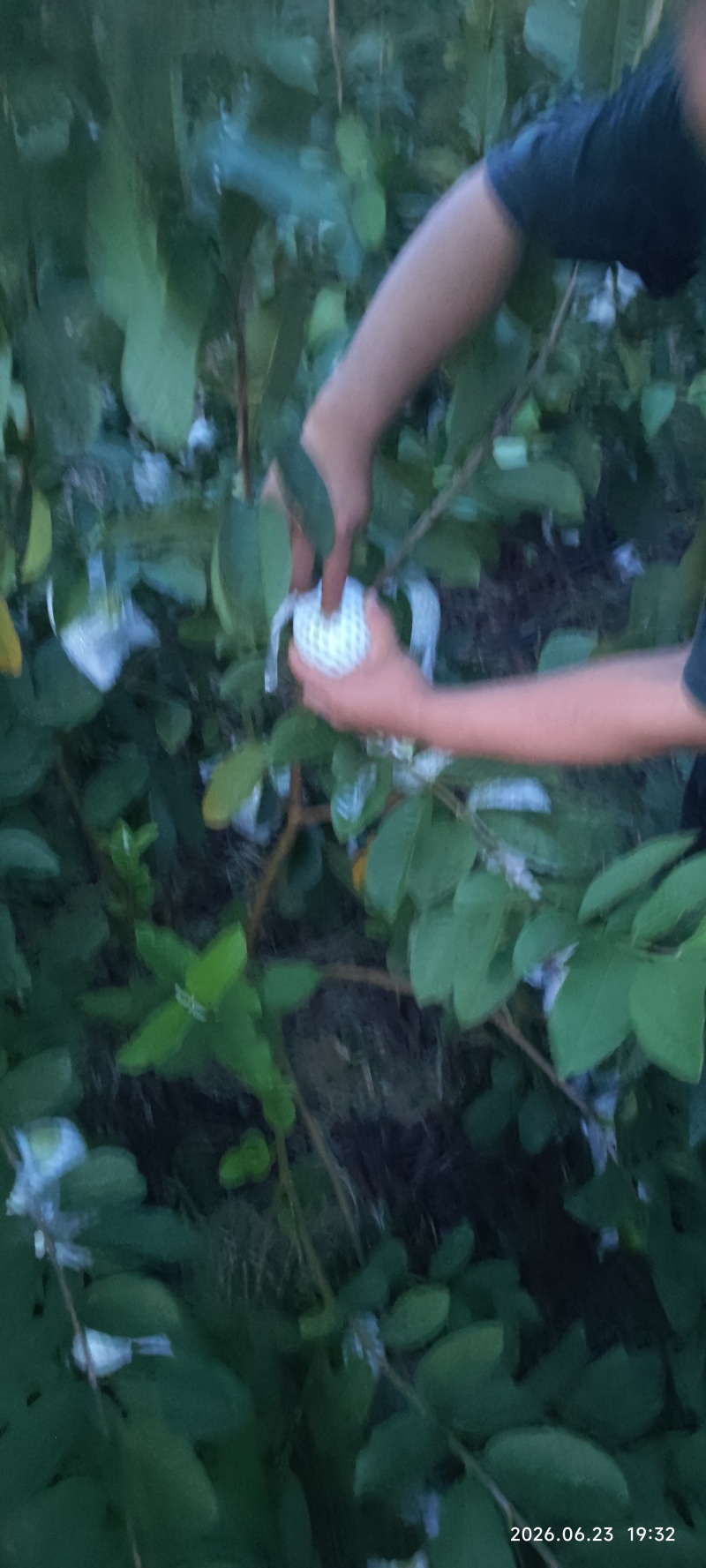 白心红心芭乐