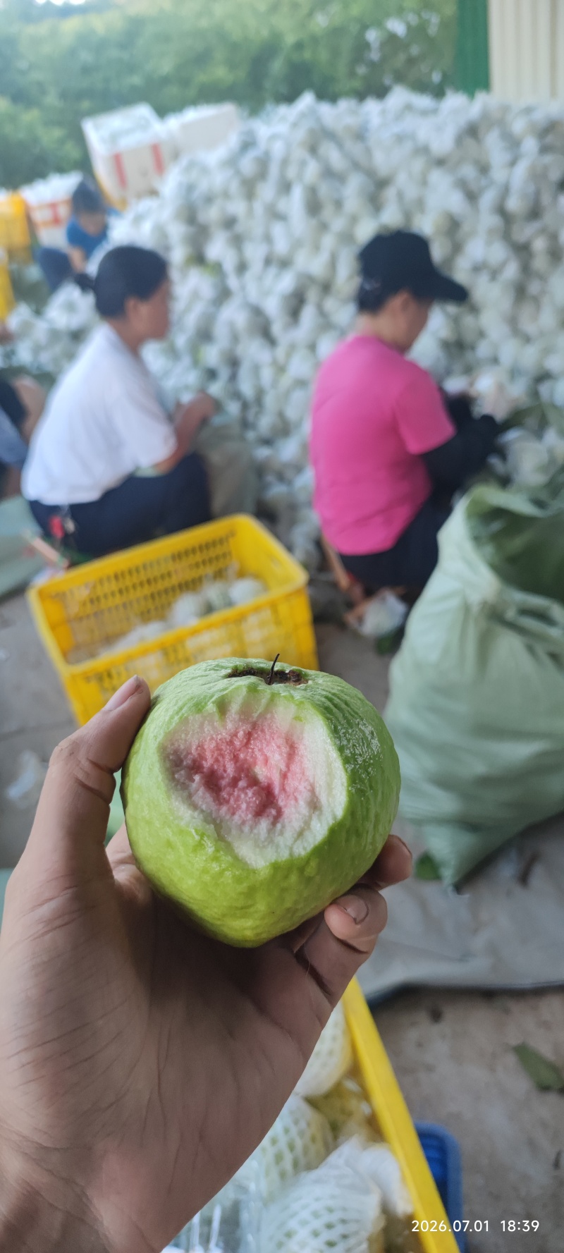 白心红心芭乐