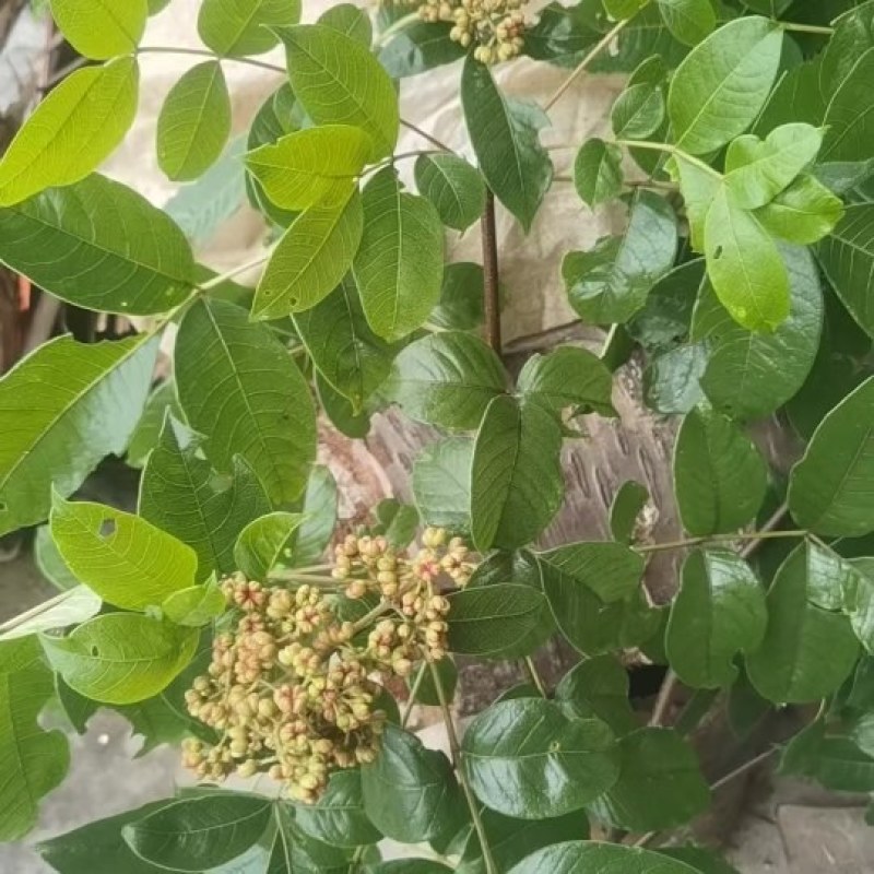 吴茱萸鲜货