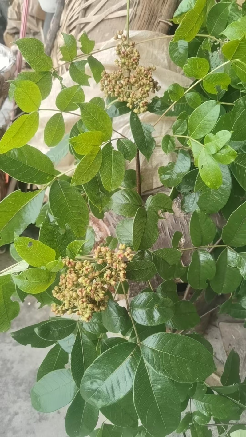 吴茱萸鲜货