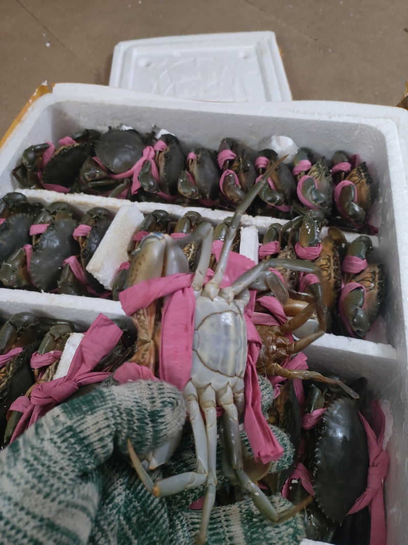 光草够肉奄仔蟹