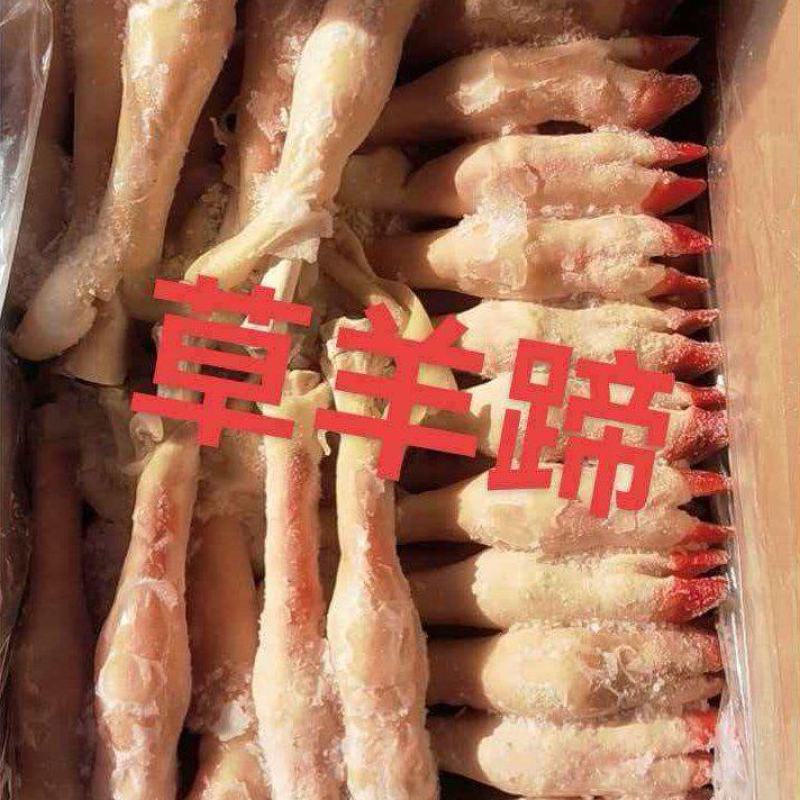 草羊蹄草饲白羊蹄