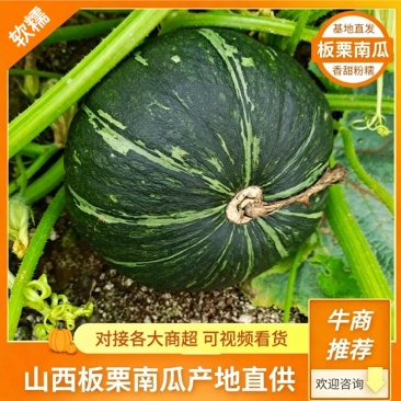 板栗南瓜对接全国大客户可大量供有板栗贝贝随便挑