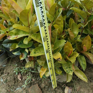 基地清仓雀斑小姐橡皮树5元一盆，8000盆现货