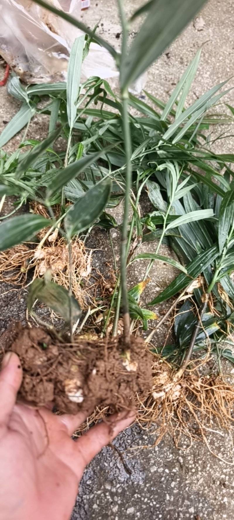 1进二多花不倒苗
