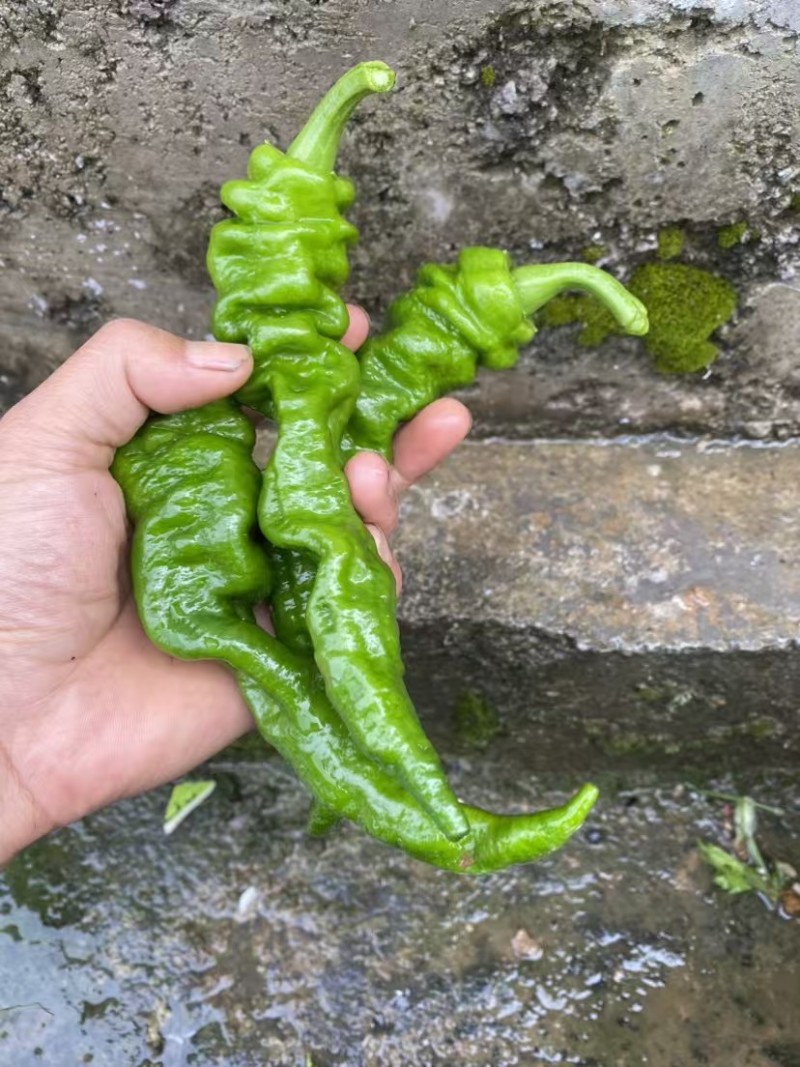 螺丝椒